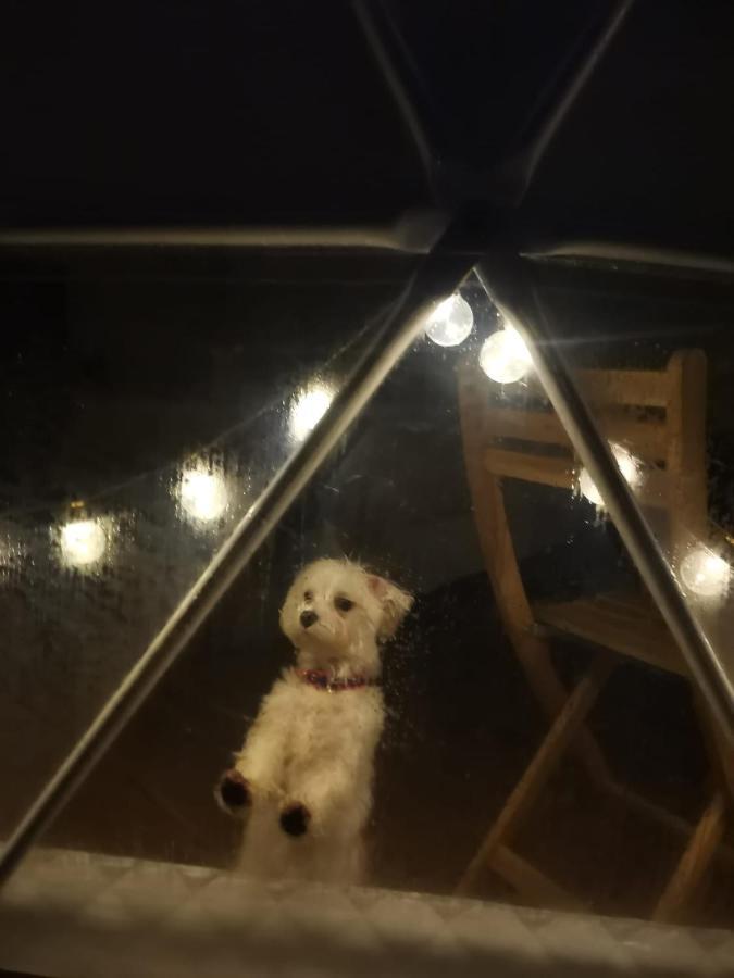 Glamping Quintana 호텔 기욘 외부 사진